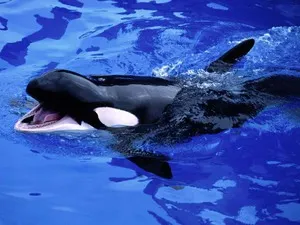 Cine ucigașul - ea delfinii sau balenele decât să mănânce și cum să se uite, în cazul în care trăiesc, fotografiile lor (hrană pentru animale) Cine ucigașul - ea delfinii sau balenele decat sa manance si cum sa se uite, în cazul în care trăiesc, fotografiile lor