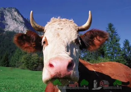 Cine sunt vaca stearpă și cum să rezolve problema de non-fertilizate (vaci) Cine sunt vaca stearpă și cum să rezolve problema de nefertilizat