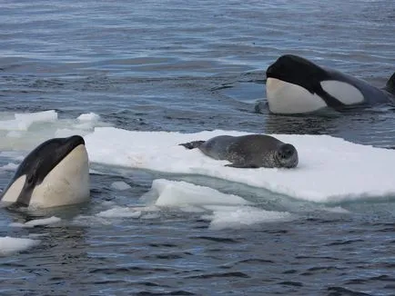 Cine ucigașul - ea delfinii sau balenele decât să mănânce și cum să se uite, în cazul în care trăiesc, fotografiile lor (ucigaș balena este o balena sau un delfin decât să mănânce greutatea par să locuiască lungimea ca vii să cântărească foto) Cine ucigașul - ea delfinii sau balenele decat sa manance si cum sa se uite, în cazul în care trăiesc, fotografiile lor