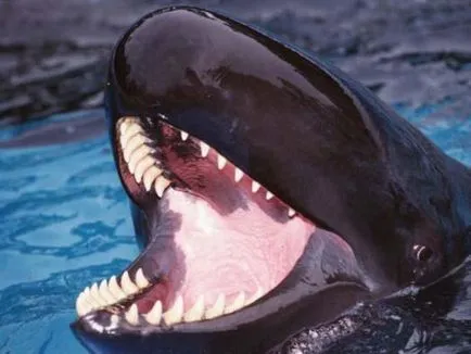 Cine ucigașul - ea delfinii sau balenele decât să mănânce și cum să se uite, în cazul în care trăiesc, fotografiile lor (ucigaș balena este o balena sau un delfin decât să mănânce greutatea par să locuiască lungimea ca vii să cântărească foto) Cine ucigașul - ea delfinii sau balenele decat sa manance si cum sa se uite, în cazul în care trăiesc, fotografiile lor