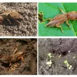 Cricket mușcare sau nu
