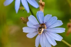 Tratamentul pe bază de plante de cancer (vindeca în sine) Tratamentul cancerului pe bază de plante