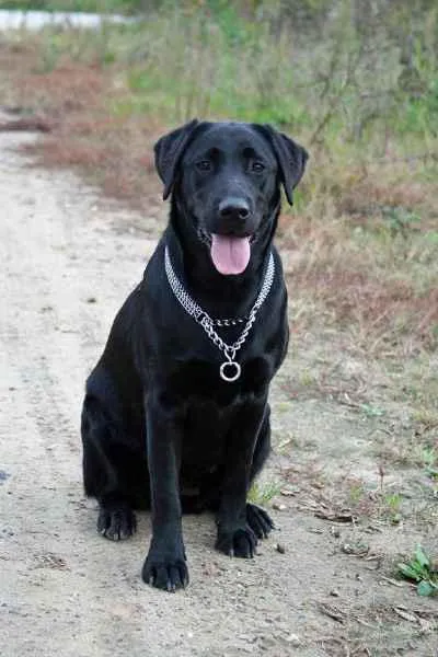 Labrador Retriever - ceea ce este diferența descrierea rasei, caracterul