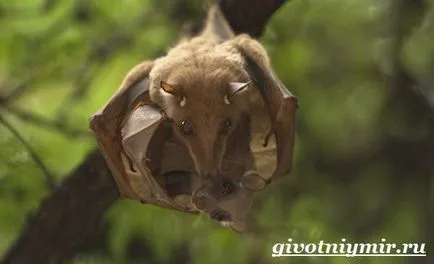 liliac de animale