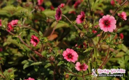 cultivarea Potentilla Nepal de semințe, în special de îngrijire (caracteristici) cultivarea Potentilla Nepal de semințe, în special de îngrijire