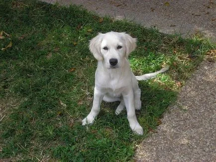Labrador Retriever - ceea ce este diferența descrierea rasei, caracterul