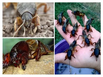 Cricket mușcare sau nu