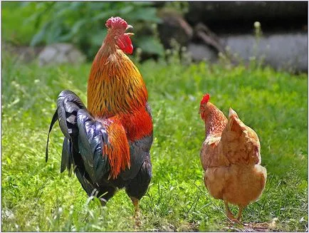 Pui - descriere, clasificare, de putere, de conținut, fotografii