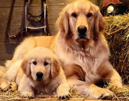 Labrador Retriever - ceea ce este diferența descrierea rasei, caracterul