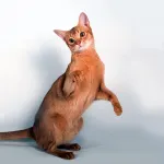 Cele mai bune rase de pisici pentru copii mici (pisici) Cele mai bune rase de pisici pentru copii mici