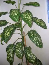 Proprietățile magice ale plantelor de interior ... sau unele flori pot fi și ceea ce nu poate fi în casă!