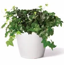 Proprietățile magice ale plantelor de interior ... sau unele flori pot fi și ceea ce nu poate fi în casă!