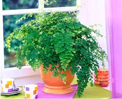 Proprietățile magice ale plantelor de interior ... sau unele flori pot fi și ceea ce nu poate fi în casă!