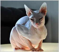 Cat fara par (pisici fără păr) fotografii, video, precum și numele rasei de pisici fără păr