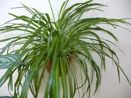 Proprietățile magice ale plantelor de interior ... sau unele flori pot fi și ceea ce nu poate fi în casă!