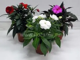 Proprietățile magice ale plantelor de interior ... sau unele flori pot fi și ceea ce nu poate fi în casă!