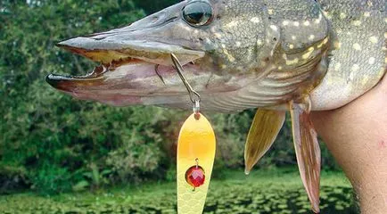 Pike nada de pescuit - ceea ce este mai bine momeala de a utiliza cele mai bune echipamente și unelte de pescuit (trolling) Pike nada de pescuit - ceea ce este mai bine momeala de a utiliza cele mai bune tehnici de pescuit și unelte
