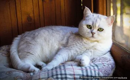 Top Cat rase lista pentru apartamente cu fotografii, site-ul „halbă“