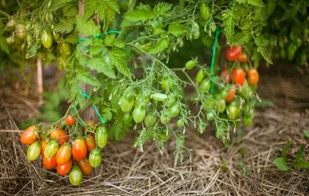 Cele mai bune soiuri de tomate pentru câmp deschis (50 poze) Ce subdimensionat roșii, care sunt