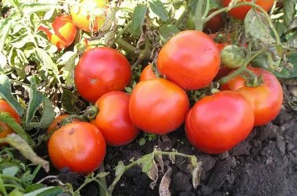 Cele mai bune soiuri de tomate pentru câmp deschis (50 poze) Ce subdimensionat roșii, care sunt