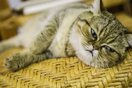 Top Cat rase lista pentru apartamente cu fotografii, site-ul „halbă“