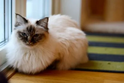 Top Cat rase lista pentru apartamente cu fotografii, site-ul „halbă“