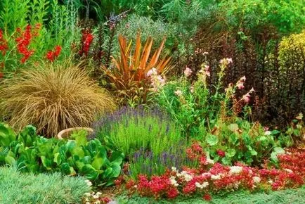 Cele mai bune flori pentru plante perene gradina, tipurile lor si plantare