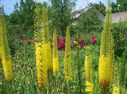 Cele mai bune flori pentru plante perene gradina, tipurile lor si plantare