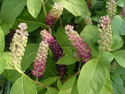 Cele mai bune flori pentru plante perene gradina, tipurile lor si plantare