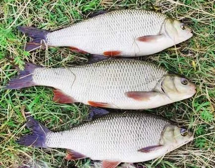 pescuit Ide în vara ca o captură de vară secrete de pescuit idici de vară pe EID