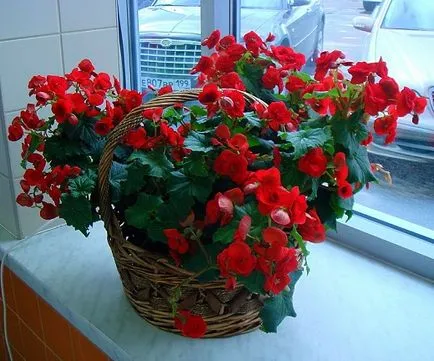 Flori preferate în casă