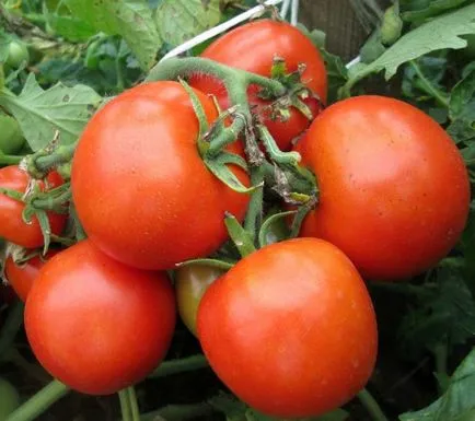 Cele mai bune soiuri de tomate pentru câmp deschis (50 poze) Ce subdimensionat roșii, care sunt