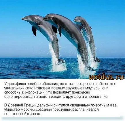 Oamenii, de ce ucid delfinii Festivalul asasinatele delfinilor din Danemarca