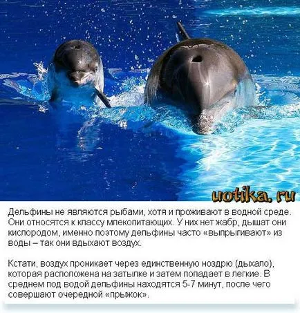 Oamenii, de ce ucid delfinii Festivalul asasinatele delfinilor din Danemarca