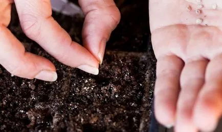 Poate plantarea de tomate în sol - când pentru a porni video