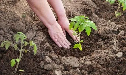 Poate plantarea de tomate în sol - când pentru a porni video
