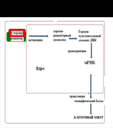 Mecanismul de acțiune al hormonilor - studopediya