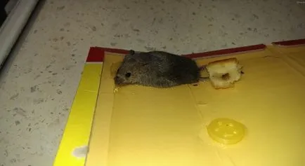 Mousetrap cu mâinile lor mai multe moduri