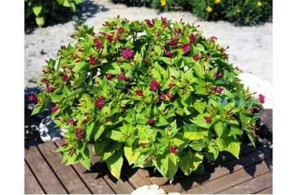 plantare Mirbilis, cultivare, îngrijire, fotografie, alege o aterizare