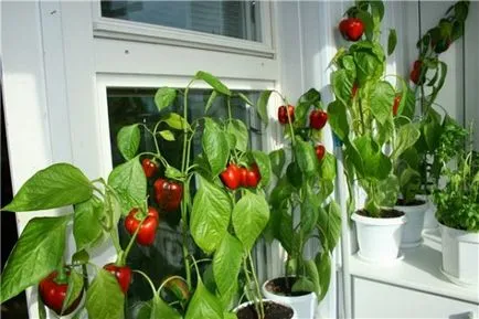mini apartament grădină cum să crească legume, plante aromatice, și chiar căpșuni la domiciliu (să crească) mini apartament grădină cum să crească legume, plante aromatice, și chiar căpșuni la domiciliu