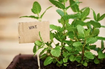 mini apartament grădină cum să crească legume, plante aromatice, și chiar căpșuni la domiciliu (legume) mini apartament grădină cum să crească legume, plante aromatice, și chiar căpșuni la domiciliu