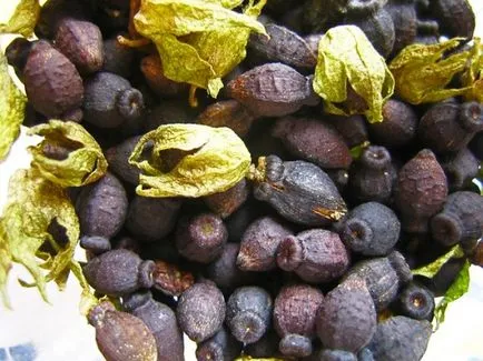 plantare Mirbilis, cultivare, îngrijire, fotografie, alege o aterizare