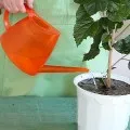 Pot să taie rădăcinile aeriene de orhidee