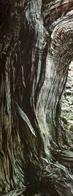 Juniper - plantarea și îngrijirea ienupăr - proprietăți utile de ienupăr - fructe și legume de grădină -