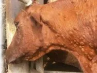 Bărbat strivit de moarte prin cădere de la etajul balcon 5 () Omul a căzut la moartea sa, după ce a căzut de la balconul de la etajul 5