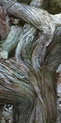 Juniper - plantarea și îngrijirea ienupăr - proprietăți utile de ienupăr - fructe și legume de grădină -