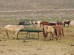 Mustangs - aceasta