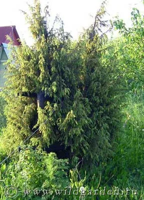 Juniper - plantarea și îngrijirea ienupăr - proprietăți utile de ienupăr - fructe și legume de grădină -