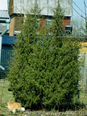 Juniper - plantarea și îngrijirea ienupăr - proprietăți utile de ienupăr - fructe și legume de grădină -