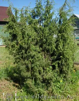 Juniper - plantarea și îngrijirea ienupăr - proprietăți utile de ienupăr - fructe și legume de grădină -